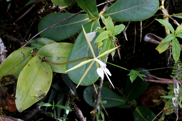 Эпидендрум ночной (Epidendrum nocturnum) населяет более широкий диапазон высот. Интересно, что листья у встреченных растений сильно разнились друг от друга по форме и фактуре.