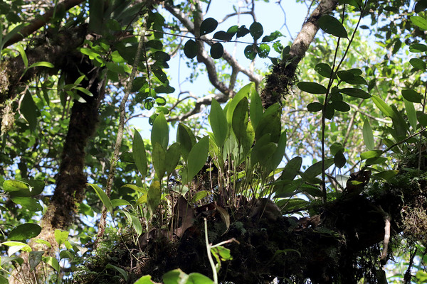 Орхидеи национального парка Cerro El Copey на венесуэльском острове Маргарита.