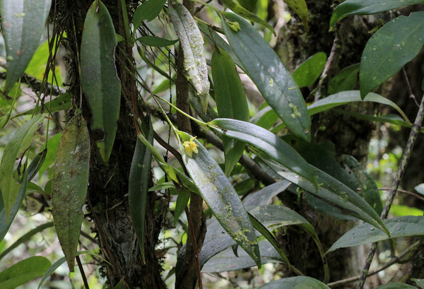 Плевроталлис дискоидный (Pleurothallis discoidea). Скорее всего именно эту орхидею Джонстон ошибочно приписал к виду Pleurothallis ruscifolia в своей ревизии.