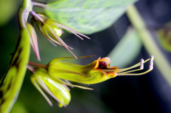 Соцветие эсхинантуса длинностебельного (Aeschynanthus longicaulis) напоминает губную помаду.