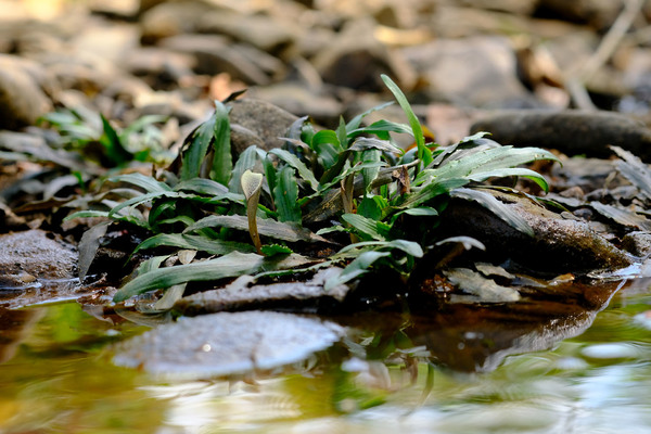 Криптокорина беловатая (Cryptocoryne crispatula var. albida) в русле притока реки Bang Rin недалеко от города Ранонг. Фото Романа Магина