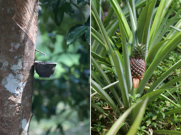 Гевея бразильская (Hevea brasiliensis) и Ананас настоящий (Ananas comosus) в окрестностях реки Bang Bon