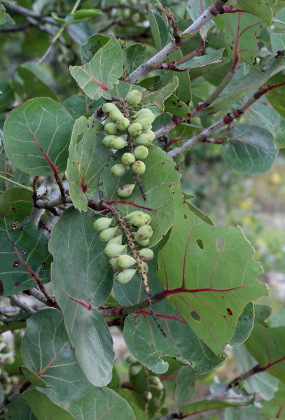 Чуть поодаль от береговой кромки начинают возвышаться деревья Кокколобы ягодоносной (Сoccoloba uvifera). Кокколобу еще называют морским виноградом, поскольку она имеет съедобные плоды, напоминающие кисти винограда.