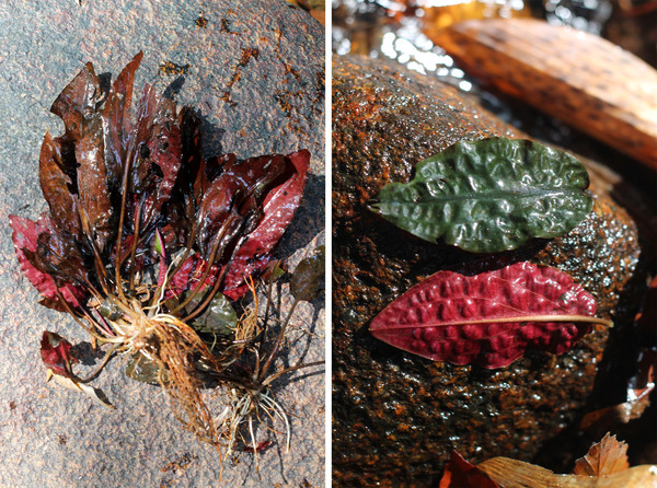 Обратная сторона листьев криптокорины сердцевидной (C. cordata var. siamensis) окрашена в яркий малиновый цвет.