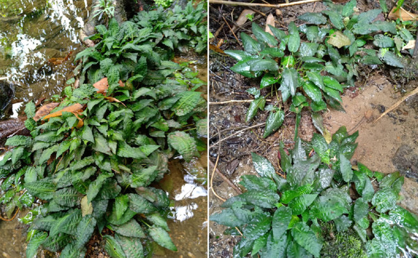 Криптокорина Эскуериона (Cryptocoryne esquerionii) в естественной среде обитания на филиппинском острове Минданао. Растение растет на высоте 165 м над уровнем моря в небольших горных ручьях в тени тропического леса.