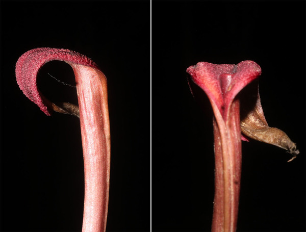 Детали верхней части соцветия криптокорины замбоангской (Cryptocoryne zamboangaensis). Photo by M. A. K. Naive.