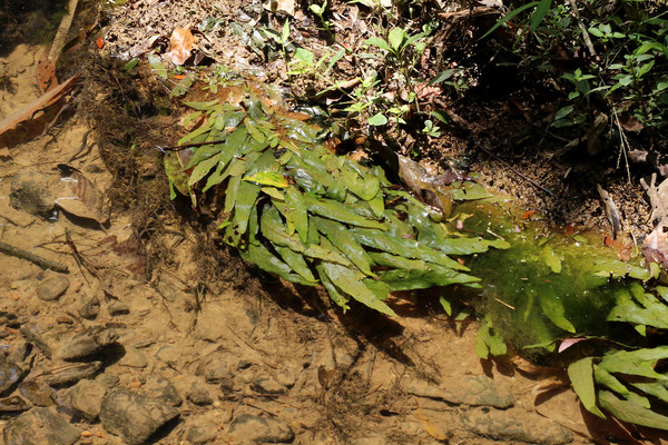 Барклайя длиннолистная (Barclaya longifolia) у подножия водопада Lam Ru Warefall в Южном Таиланде