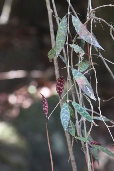 Эсхинантус длинностебельный (Aeschynanthus longicaulis) – один из самых декоративнолиственных эсхиантусов. Первоначально это растение было принято нами за хойю.