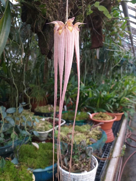 Соцветие бульбофиллума длиннолепесткового (Bulbophyllum longissimum). Несколько неоднозначна информация в сети Интернет по природному ареалу этой орхидеи. На большинстве сайтов в него входит весь Малайский полуостров (Материковая Малайзия, Мьянма и Таиланд). Некоторые включают даже Борнео. Однако база данных Королевских ботанических садов Кью считает бульбофиллум длиннолепестковый эндемиком Таиланда. Фото Сергея Барынина.