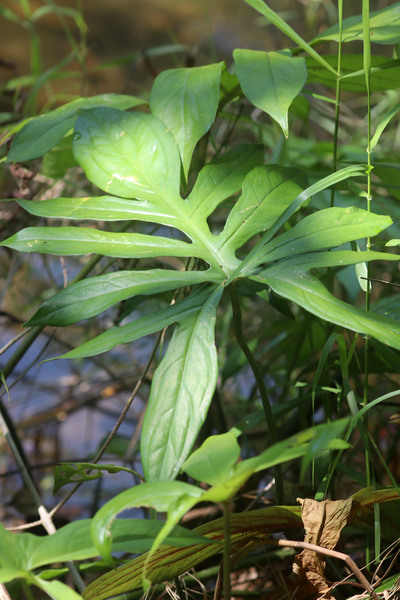 У реки в местечке Wang Pai Nga расположились крупные экземпляры Лазии колючей (Lasia spinosa). Лень было менять объектив на более широкофокусный, и поэтому в кадр уместился лишь один лист этого крупногабаритного растения. Лазия в Таиланде встречается достаточно часто.