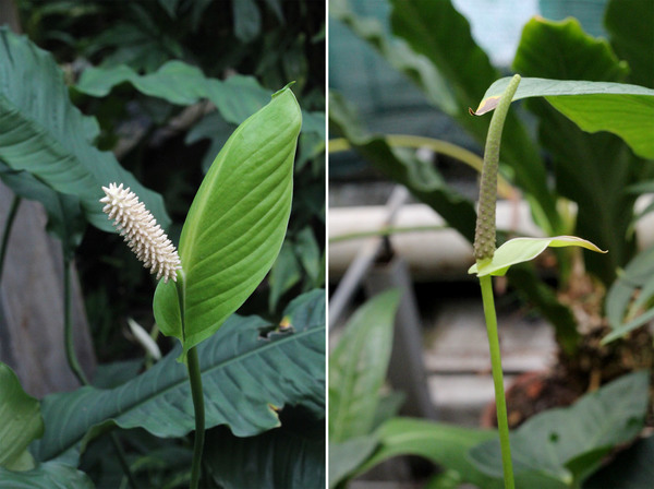 Ароидные Нового Света: Спатифиллюм ложковидный (Spathiphyllum cochlearispathum) – слева, и Антуриум (Anthurium sp.) – справа