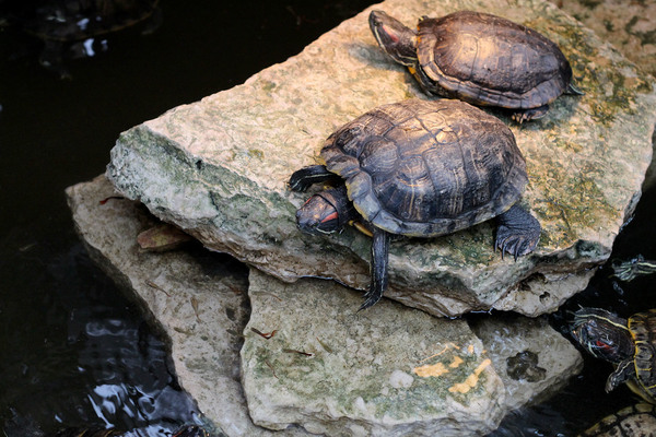 Красноухие черепахи (Trachemys scripta) в небольшом искусственном водоеме – скорее всего «подарок» от незадачливых любителей природы из числа местных горожан