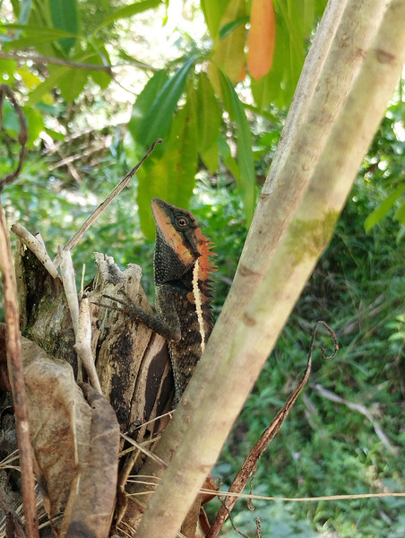 На прибрежных зарослях банбука и пальм удалось встретить лесную хохлатую ящерицу (Calotes emma). Автор фото - Михаил Конев.