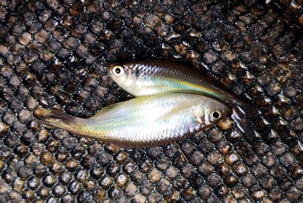 Королевский данио (Devario regina). В сачке рыба находится в стрессе и поэтому не демонстрирует полной окраски. Автор фото - Михаил Конев.