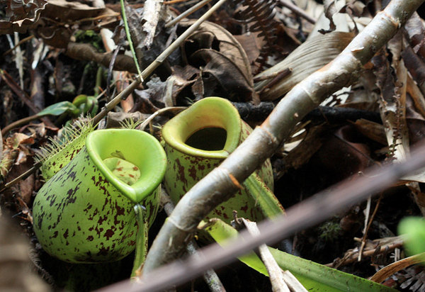 Непентес (Nepenthes ampullaria) можно встретить практически в любом районе малайзийского штата Саравак (Sarawak)