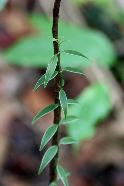 Неопознанный вьюнок - перспективное растение для палюдариумов небольшого размера.