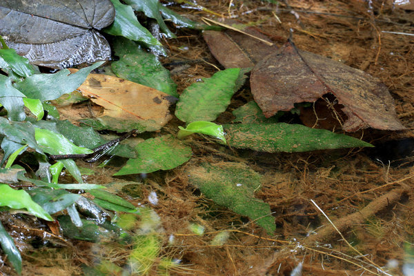 Субмерсные экземпляры Cryptocoryne auriculata имеют удлиненные листовые пластины с более выраженным рисунком