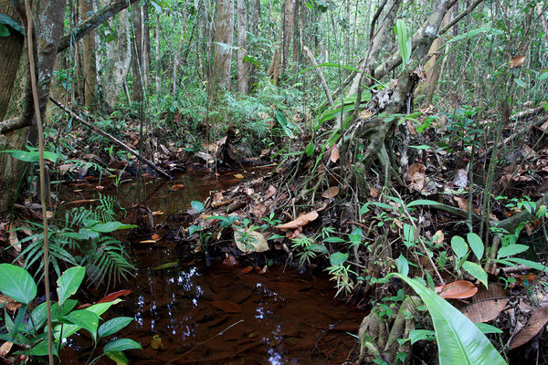 Лесные ручьи с илистым дном и листовым опадом - излюбленные места криптокорины бурой (Cryptocoryne fusca)