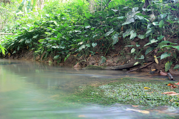 Криптокорина Ки (Cryptocoryne keei) в реке Sedian, Bau