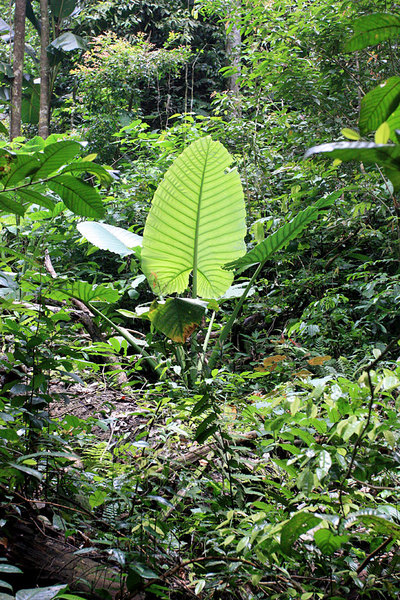 Alocasia robusta, Kubah NP, Sarawak, Borneo