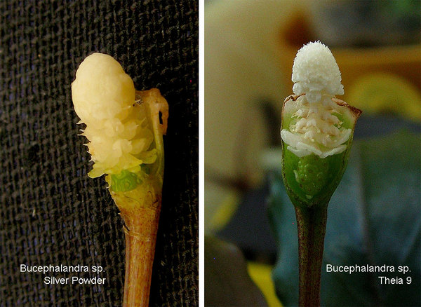Соцветия Bucephalandra sp. Silver Powder (слева) и Bucephalandra sp. Theia 9 (справа) значительно различаются строением концевых стерильных цветков