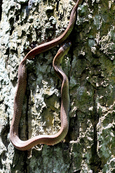Гуляя вдоль берега Махавели Ганга на одном из деревьев была обнаружена небольшая змея, которая заметив нас быстро ретировалась в расщелину в коре.