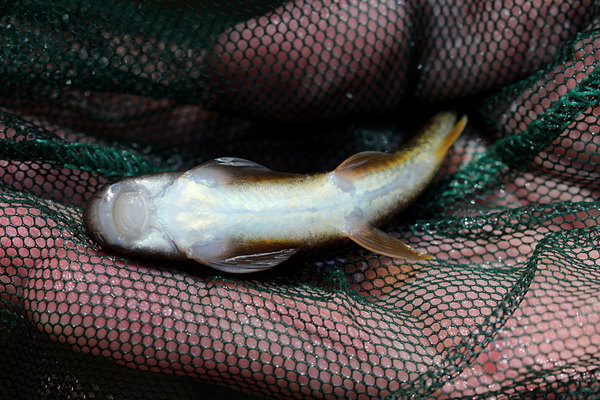 Гарра цейлонская (Garra ceylonensis). Гарру не так просто поймать в полноводной реке. Тем не менее, Р. Магину для этого вполне хватило обычного аквариумного сачка.