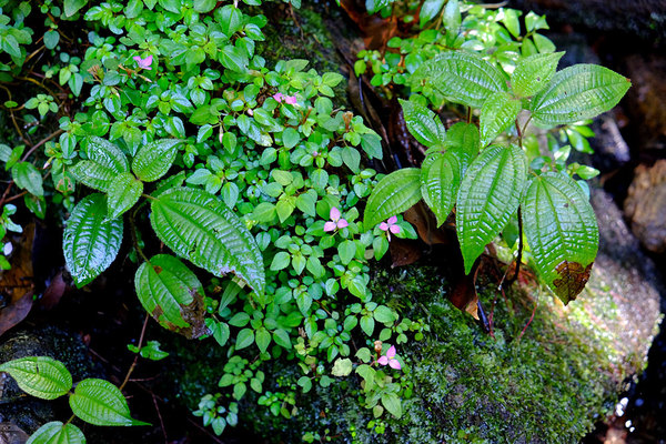 Сонерила лесная (Sonerila silvatica). Неприхотлива к условиям обитания и способна удерживаться на голом базальте. Растение семейства Меластомовые (Melastomataceae).