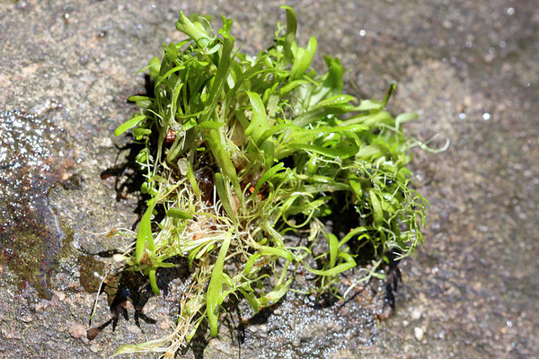 Пузырчатка траволистная (Utricularia graminifolia) обычно используется при оформлении аквариумов как почвопокровное растение.