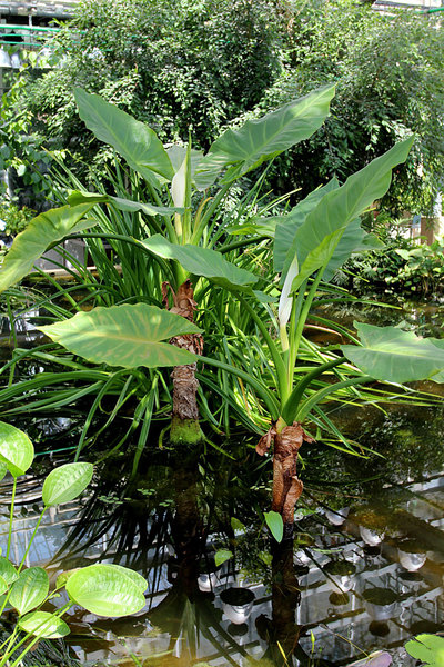Тифонодорум Линдли (Typhonodorum lindleyanum) способен достигать внушительных размеров, поэтому лучше всего содержать его в бассейне
