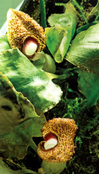 Большинство криптокорин у Билла цветут. На фото Cryptocoryne sp. "Pelan" с Суматры. Условия содержания: рН = 8.3, электропроводность 430 mS/cm.