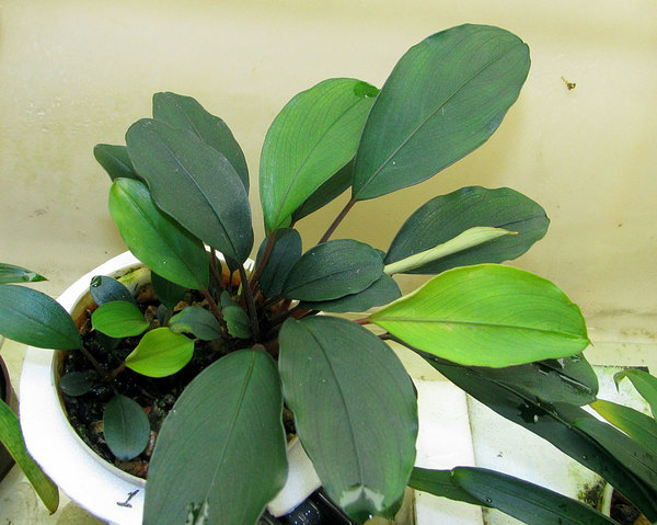 несмотря на то, что Bucephalandra "Stripes" Tapah также относится к буцефаландре Богнера (Bucephalandra bogneri), это растение отличается от других разновидностей большей компактностью кустиков