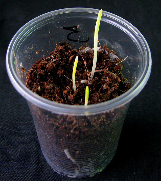 Проростки дракункулюса обыкновенного (Dracunculus vulgaris). Для проращивания семян обязательна стратификация выдерживанием в течение нескольких месяцев при температуре 5 градусов.