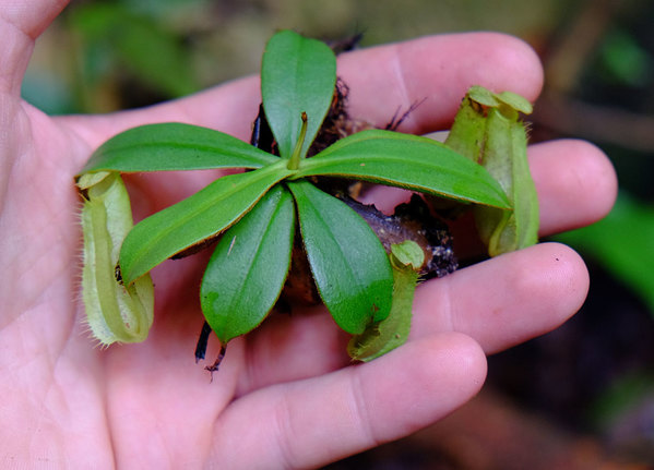 Взрослое растение миниатюрного вида Nepenthes hirsuta полностью помещается на ладони руки