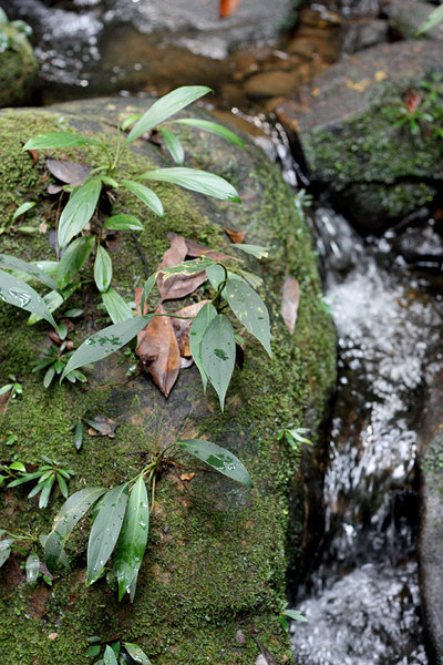 Homalomena paucinervia и Henkelia sp. на камнях в горном ручье, Bau