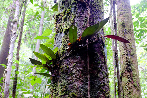 Другой представитель семейства Орхидные (Orchidaceae), Bau, Sarawak, Borneo