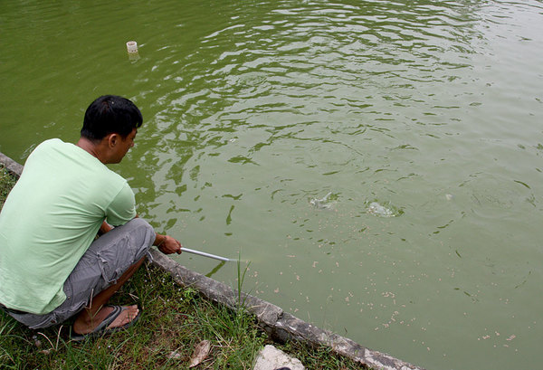 Попытки поймать тилапию в пруду. Рыба боится сачка несмотря на подкормку сухим плавающим кормом. Bau, Sarawak, Borneo