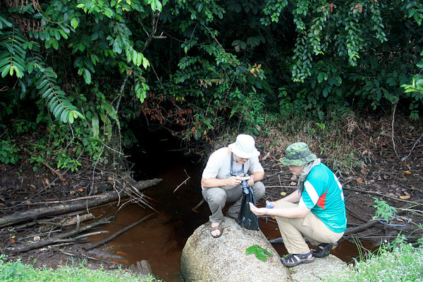 Медленнотекущий ручей с черной водой недалеко от Sibu - биотоп криптокорины бледножильчатой (Cryptocoryne pallidinervia). В воде были обнаружены микрорасборы, однако сохранить их не удалось.