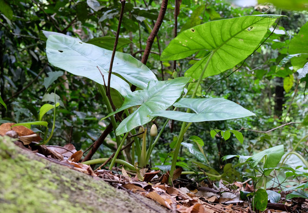 Alocasia graniticola, NW Borneo