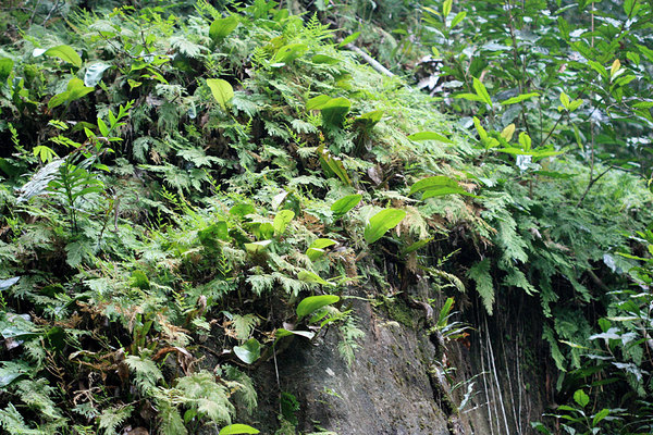 Bulbophyllum sp. в компании Selaginella sp. на камне в Gunung Gading NP