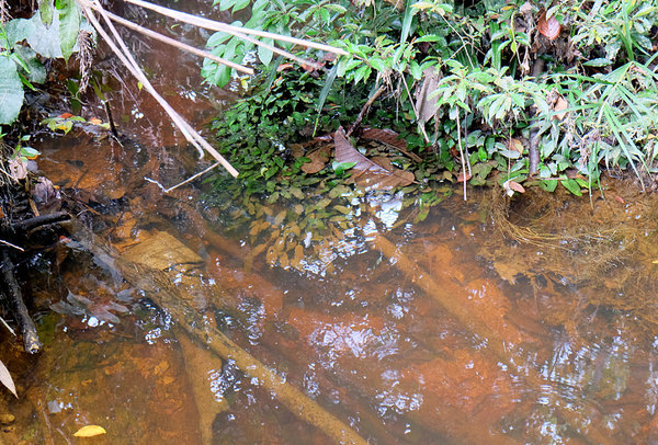 Небольшая речка в районе Sarikei является местом обитания криптокорины ушковидной (Cryptocoryne auriculata) и пресноводных крабов