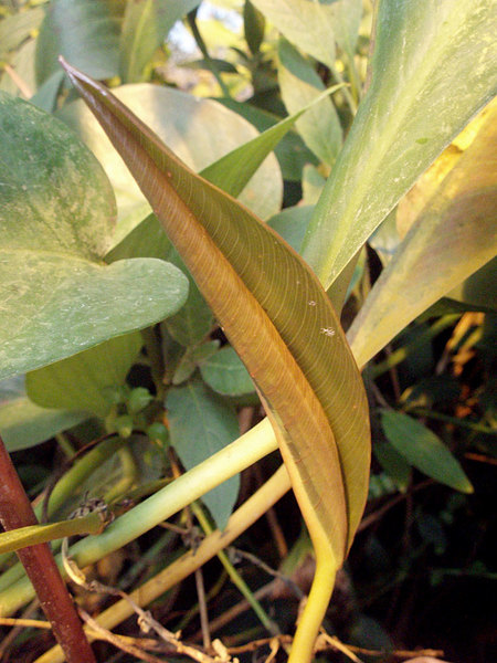 Anubias erubescens: молодой лист