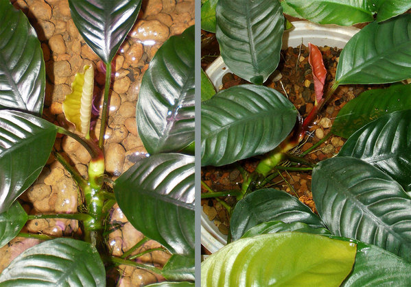 Это не игра цвета и тени. Кустики Anubias barteri ‘coffeefolia’ отличаются лишь условиями содержания