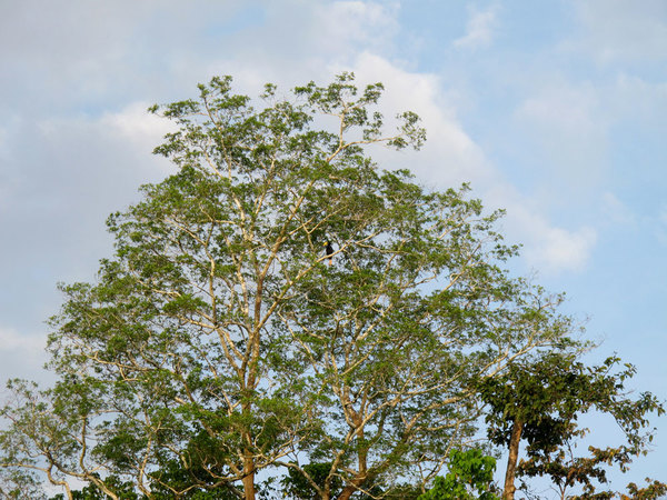 В кроне дерева сидит птица-носорог (Anthracoceros albirostris). Именно в таком размере видят птиц участники сафари по реке Кинабатанган (Сабах, Борнео).