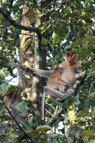 Самки обезьян-носачей (Nasalis larvatus) с детенышем. Kinabatangan, Sabah, Borneo