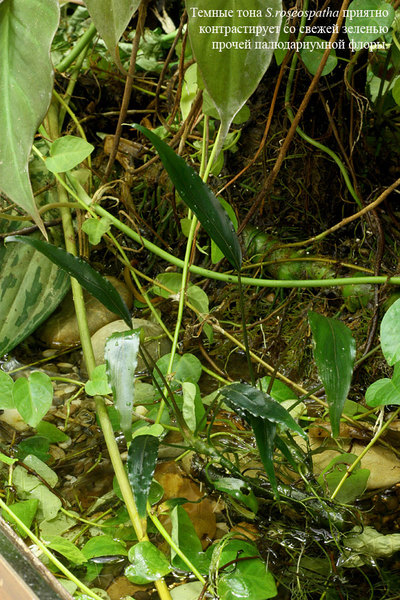 Schismatoglottis roseospatha в общем террариуме с лягушками