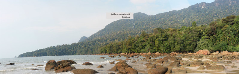 Aridarum nicolsonii location