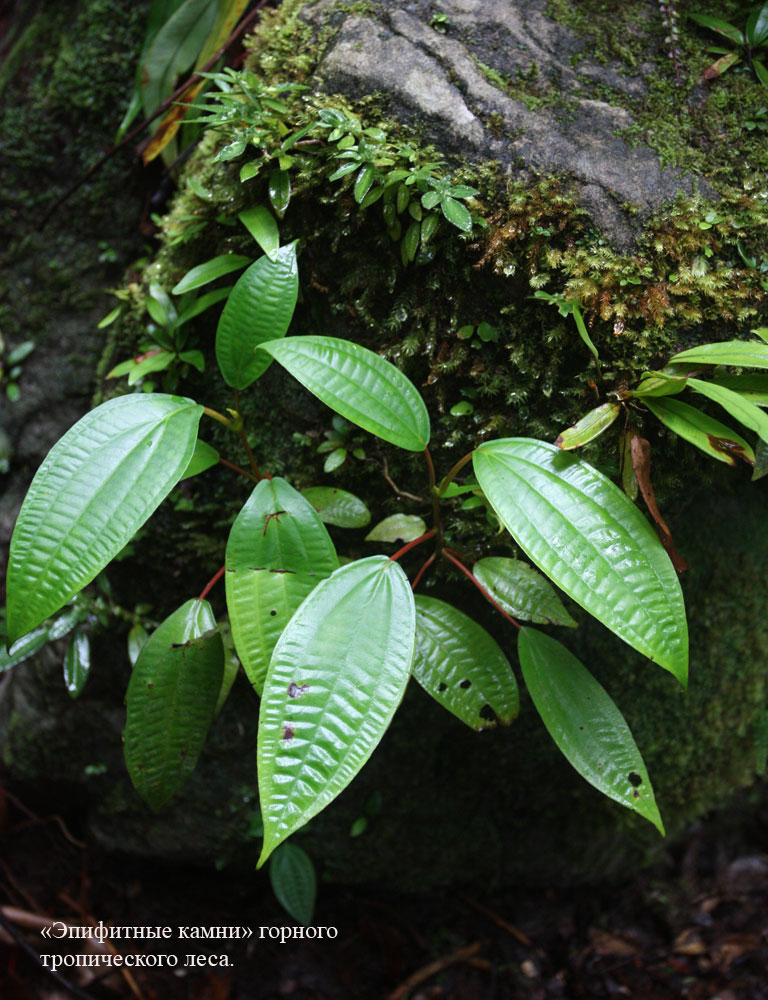 Melastomataceae, Bako NP, Sarawak