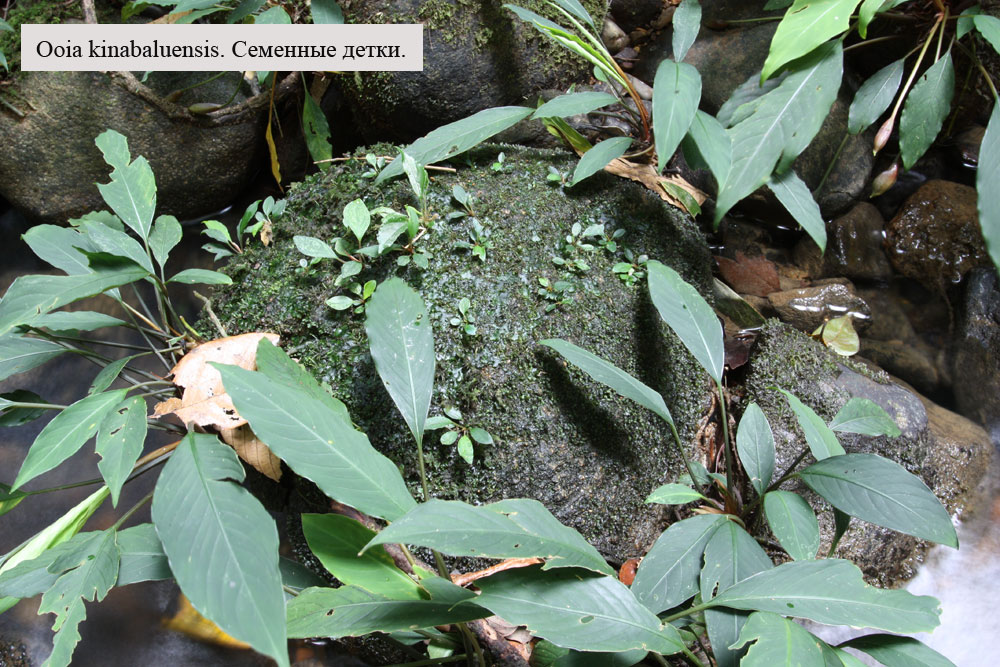 Ooia kinabaluensis, Sabah