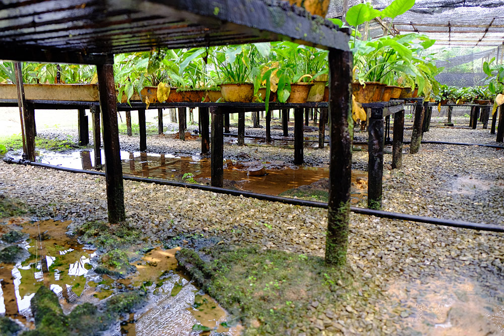 Buso, Sarawak